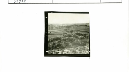 田园风光与平原树木景观.jpg