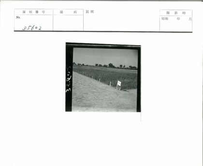 田园风光土路庄稼远树.jpg