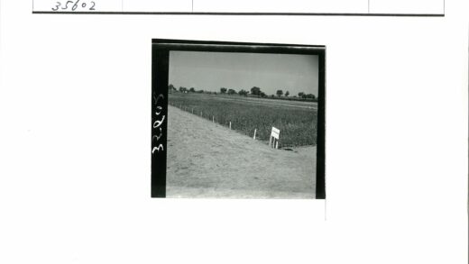 田园风光土路庄稼远树.jpg