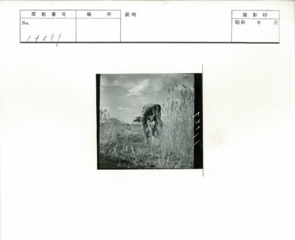 田野中的劳动者与树影云天.jpg