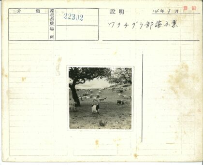 田野中的山羊与绵羊吃草.jpg