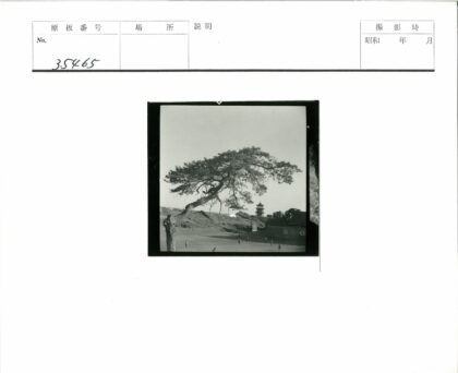 田野人群与宝塔远景.jpg