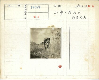 田野劳作高草丛中.jpg