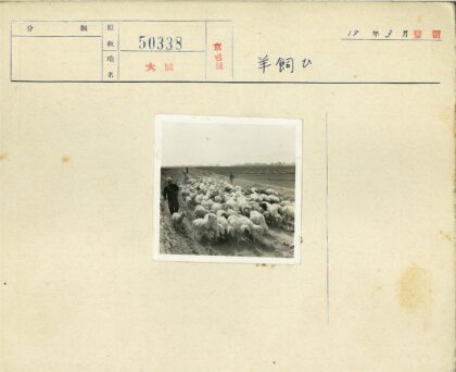 田野土路上赶羊群.jpg