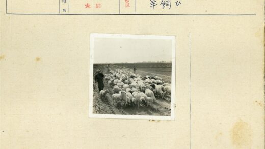 田野土路上赶羊群.jpg