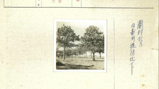 田野土路树影开阔风景.jpg
