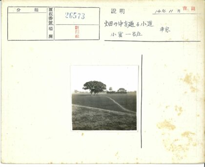 田野土路树木交错风光.jpg