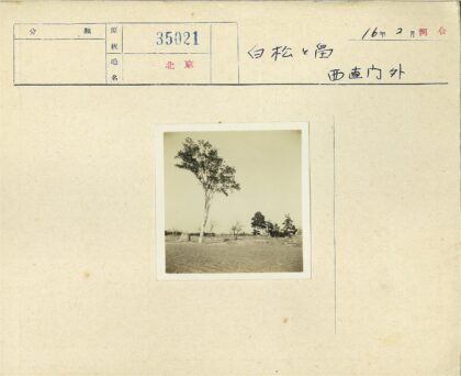 田野孤树与开阔旱地.jpg