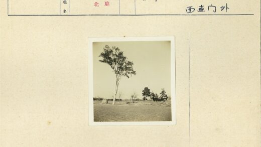 田野孤树与开阔旱地.jpg