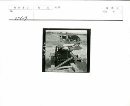田野机械装置上的牛.jpg