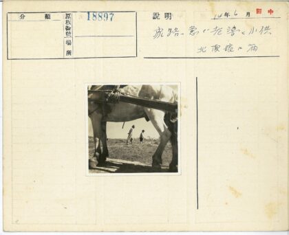 田野漫步与骏马同行.jpg