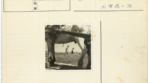 田野漫步与骏马同行.jpg
