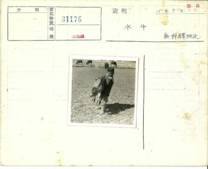 田野牧牛人与牛群.jpg
