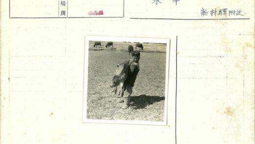 田野牧牛人与牛群.jpg
