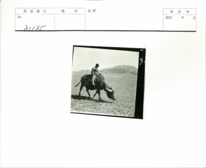 田野牧牛群山背景.jpg