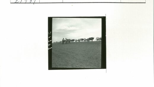 田野牵牛拉木车.jpg