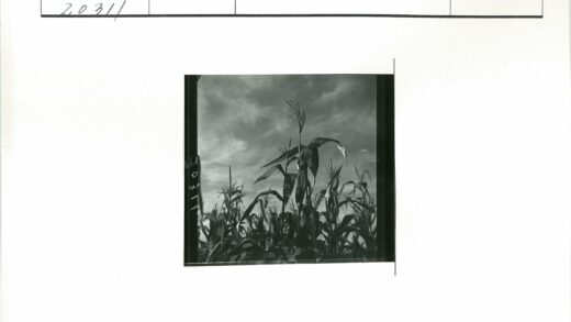 田野玉米穗多云天空.jpg