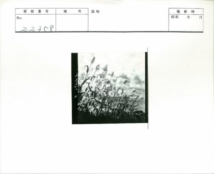 田野绿植与散云天空.jpg