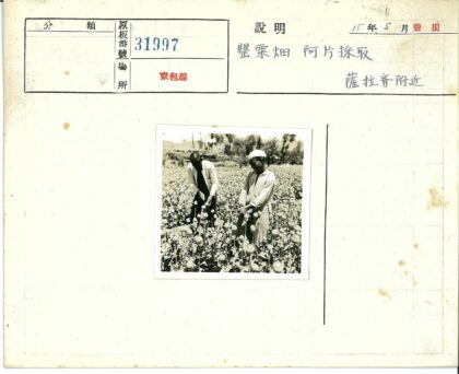 田野花海中的两个男人.jpg