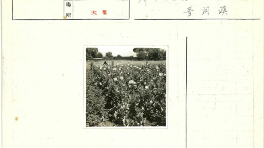 田野花海工作风景.jpg