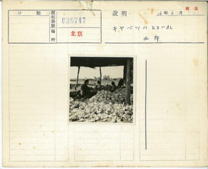 田野茅屋与卷心菜堆.jpg