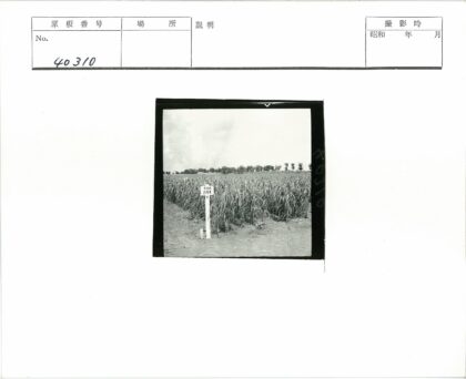 田野路标与远树风光.jpg