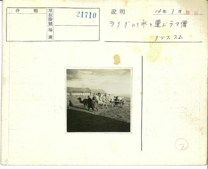 田野骆驼拉车近景.jpg