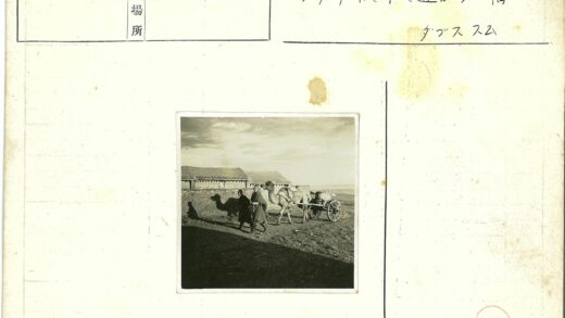 田野骆驼拉车近景.jpg