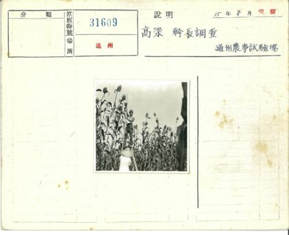 田野高粱梯子扶稳瞬间.jpg