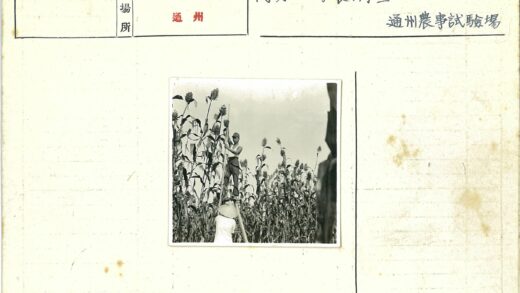 田野高粱梯子扶稳瞬间.jpg
