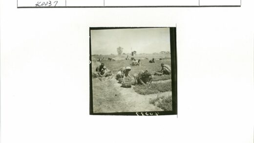 田间劳作丰收场景.jpg