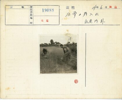 田间劳作收割庄稼.jpg