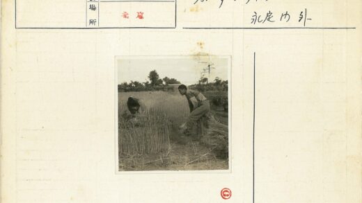 田间劳作收割庄稼.jpg