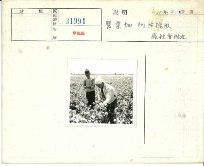田间劳作花丛中.jpg