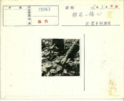 田间劳作采摘棉花.jpg