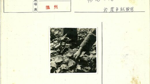 田间劳作采摘棉花.jpg