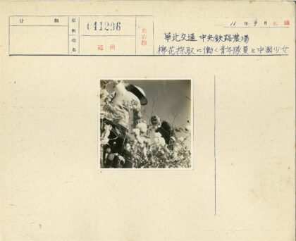 田间摘棉花劳动场景.jpg