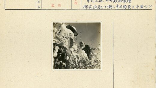 田间摘棉花劳动场景.jpg