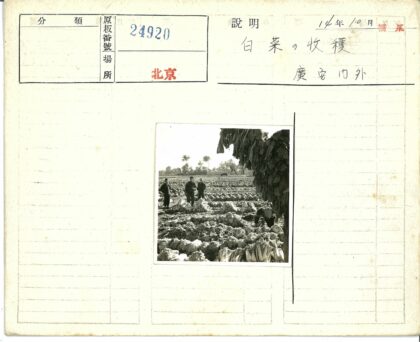 田间收获卷心菜劳作场景.jpg
