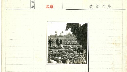 田间收获卷心菜劳作场景.jpg