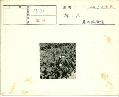 田间棉花白花绿叶.jpg