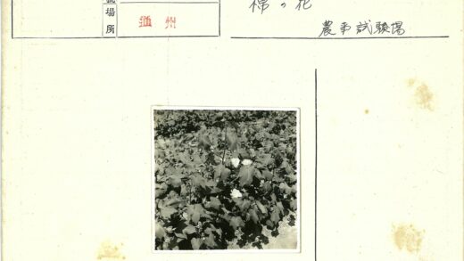 田间棉花白花绿叶.jpg