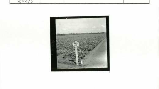 田间泥路与铭文路标庄稼地.jpg