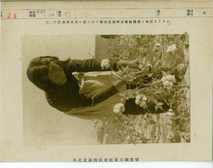 田间采摘棉花工作场景.jpg