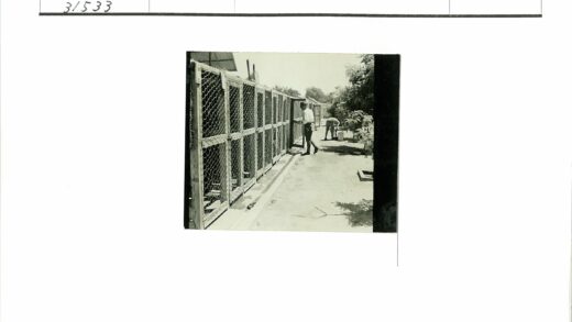 男子与动物笼子工作场景.jpg