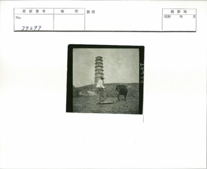 男子与牛群近塔楼.jpg
