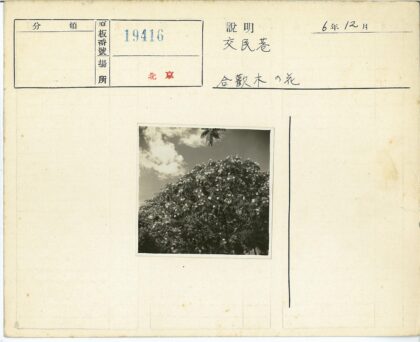 白云映衬白花树.jpg
