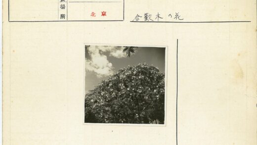 白云映衬白花树.jpg