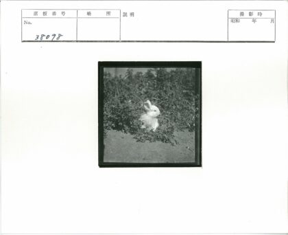 白兔沙地绿叶间.jpg