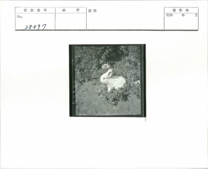 白兔沙地绿植间.jpg